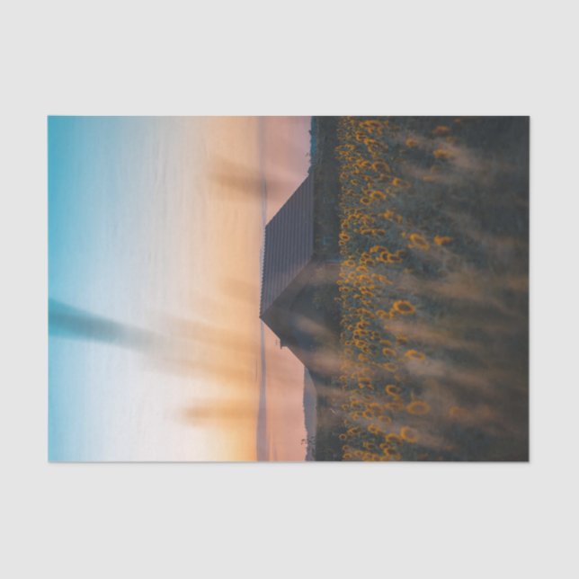 Barn Surrounded by a Sunflower Field in Sunset Tissue Paper (Front)