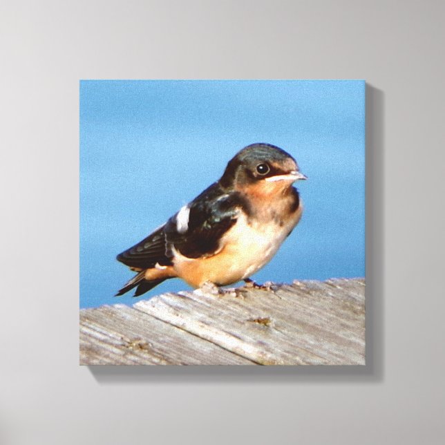 Barn Swallow canvas print (Front)