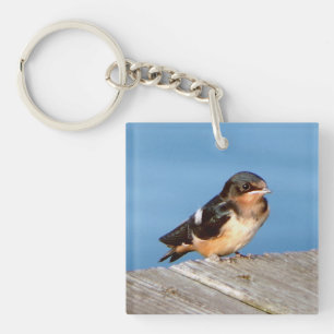 Barn Swallow, clé acrylique