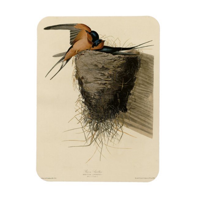 Barn Swallow from Audubon's Birds of America Magnet (Vertical)