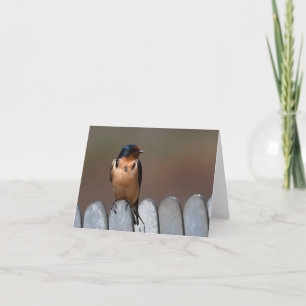 Barn Swallow Greeting Card