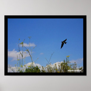 Barn Swallow in Flight Poster