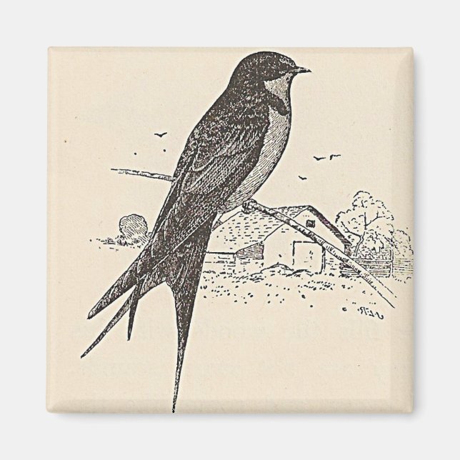 Barn Swallow Magnet (Front)