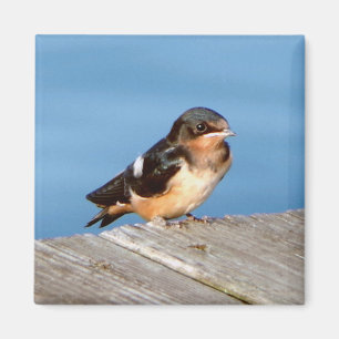 Barn Swallow magnet