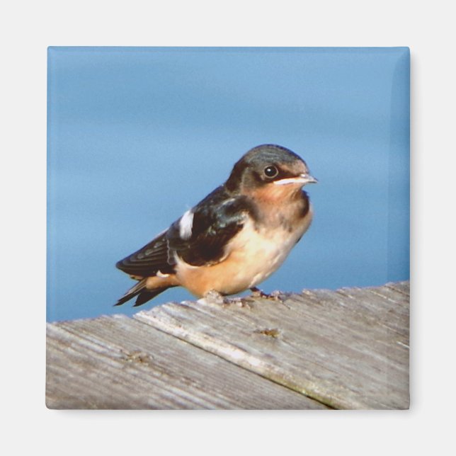 Barn Swallow magnet (Front)