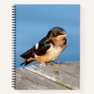 Barn Swallow notebook