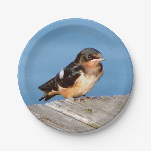Barn Swallow paper plate (Front)