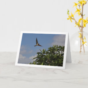 Barn Swallow Portrait Card
