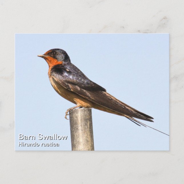 Barn Swallow Postcard (Front)