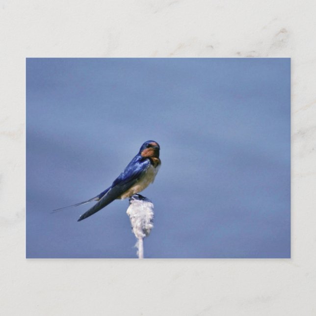 Barn swallow postcard (Front)