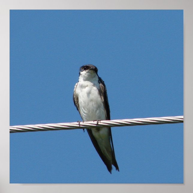 Barn Swallow Poster (Front)