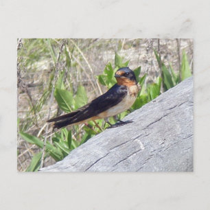 Barn Swallow Series Postcard