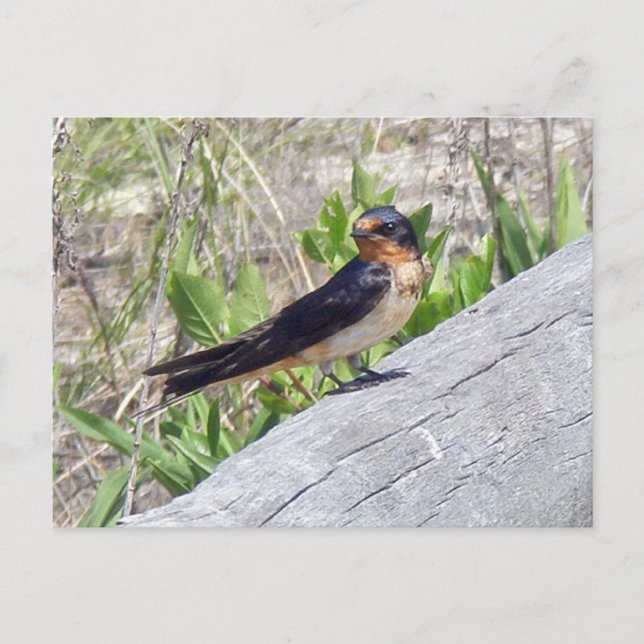 Barn Swallow Series Postcard (Front)