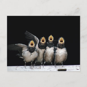 Barn Swallow Singing Postcard