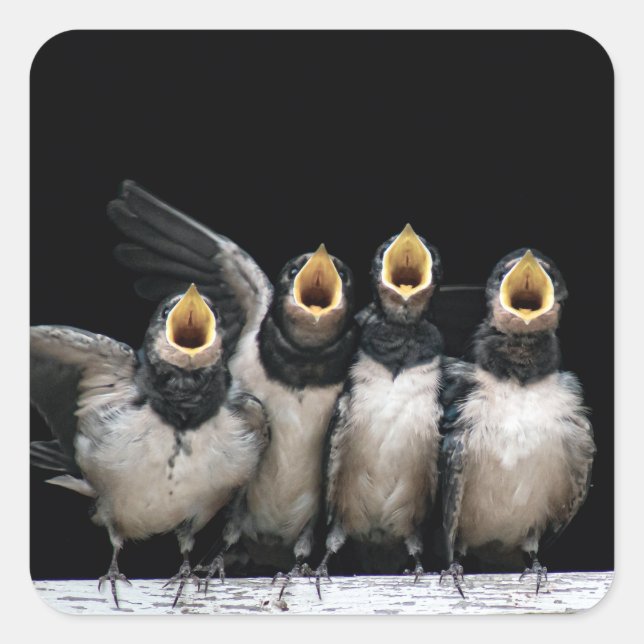 Barn Swallow Singing Square Sticker (Front)