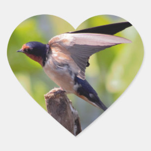 Barn Swallow Stickers