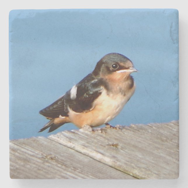 Barn Swallow stone coaster (Front)