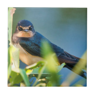 Barn swallow tile