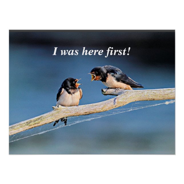 Barn swallows arguing, poster (Front)