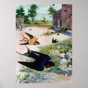 Barn Swallows Fly Around Old Outbuildings Poster