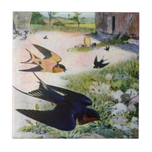 Barn Swallows Fly Around Old Outbuildings Tile