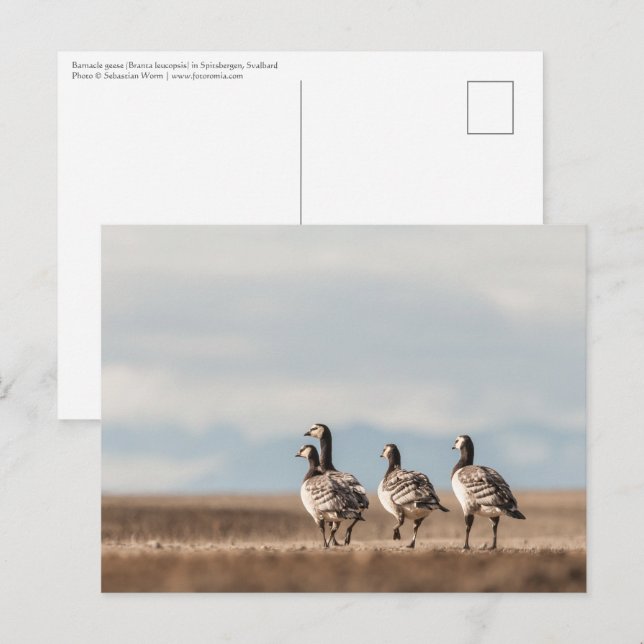 Barnacle Geese Nature Photo Postcard (Front/Back)