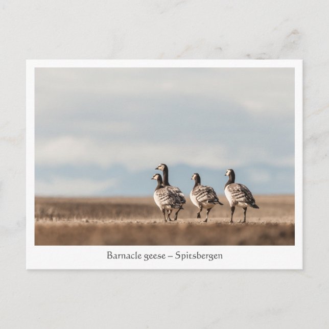 Barnacle Geese Nature Photo Postcard (Front)