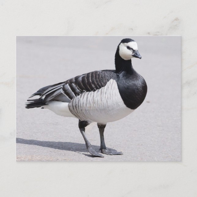 Barnacle Goose Postcard (Front)