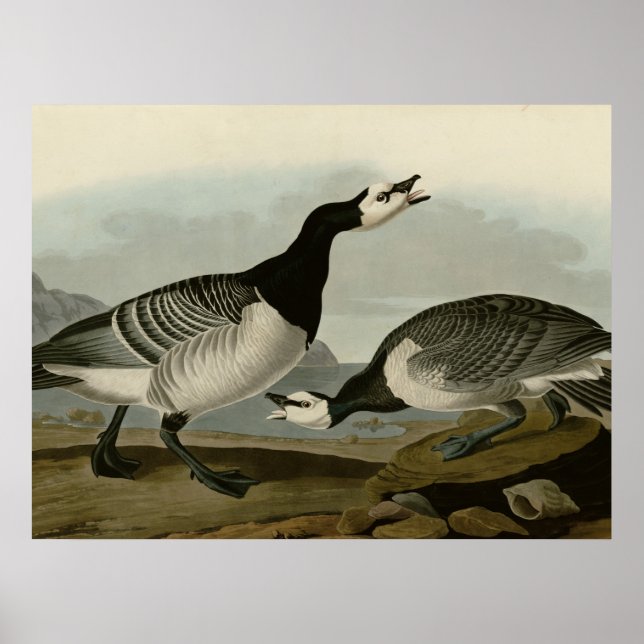 Barnacle Goose Poster (Front)
