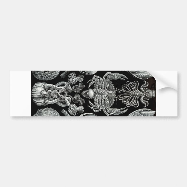 Barnacles Bumper Sticker (Front)