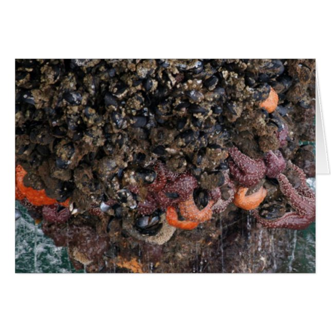 Barnacles et étoiles de mer (Devant horizontal)