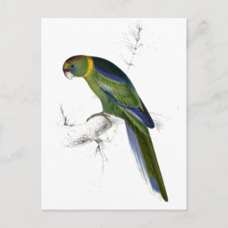 Barnard’s Parrakeet by Edward Lear Postcard