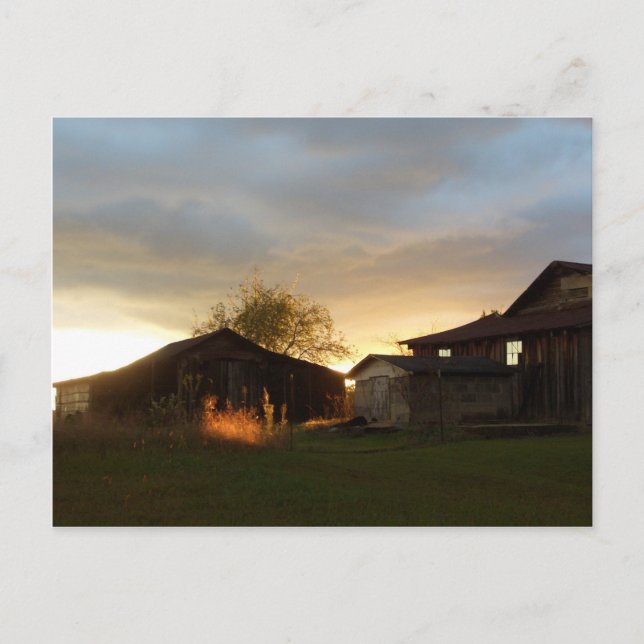 Barns in the Afternoon Sunlight Postcard (Front)