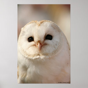 Barny the Barn owl Poster