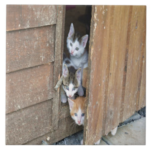 Barnyard Kittens Tile