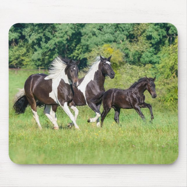 Barock Pinto Horses Herd with Cute Foal Galloping  Mouse Pad (Front)
