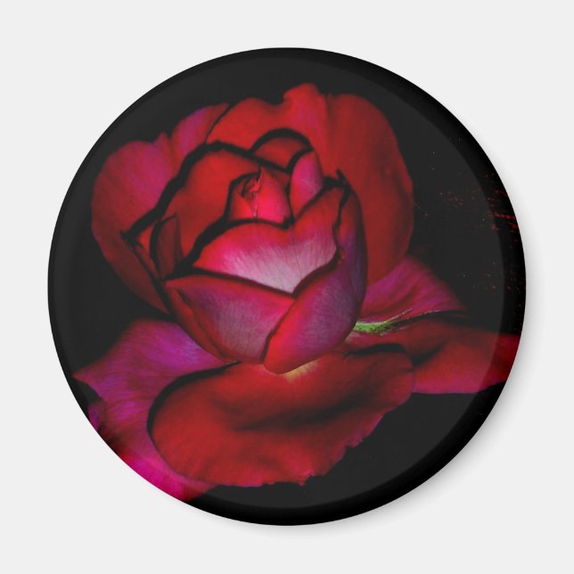 Baroness Rothschild Rose Magnet (Front)