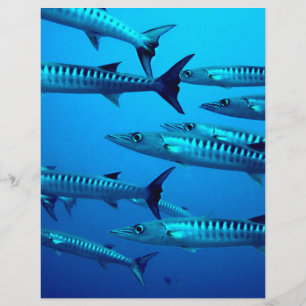 barracuda dive deep sea ocean water tropical wave