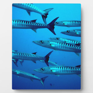 barracuda dive deep sea ocean water tropical wave plaque