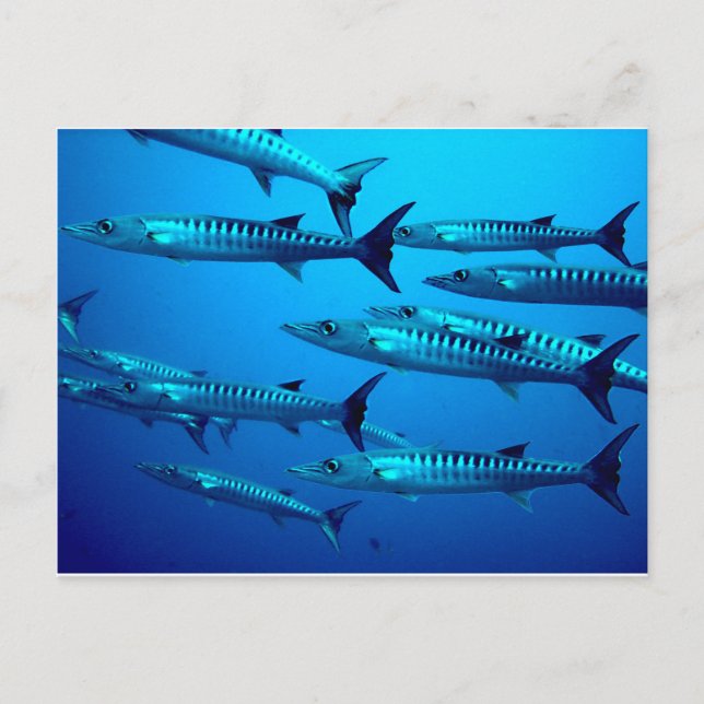 barracuda dive deep sea ocean water tropical wave postcard (Front)