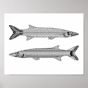 Barracuda Fish Adult Colouring Poster