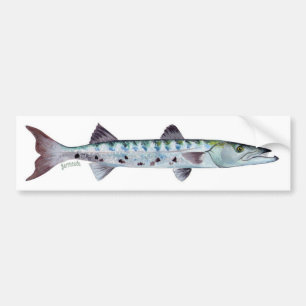 Barracuda fish bumper sticker