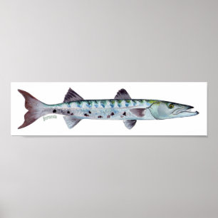 Barracuda fish poster