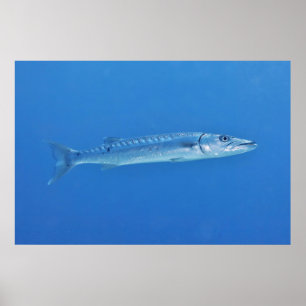 Barracuda in the Blue Poster