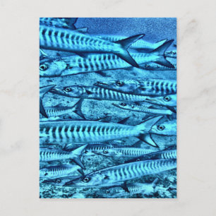Barracuda Postcard