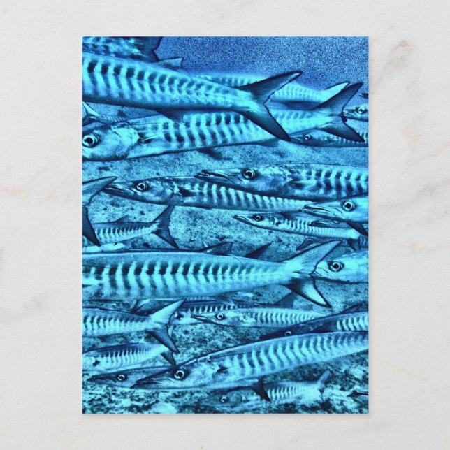 Barracuda Postcard (Front)