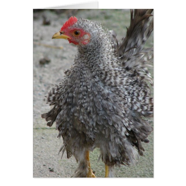 Barred Frizzle (Front)