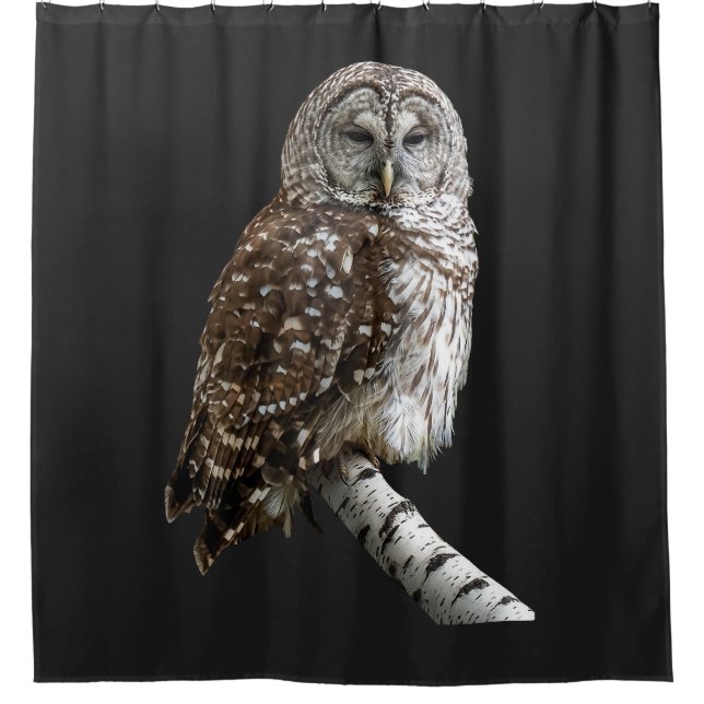 Barred Owl (Front)