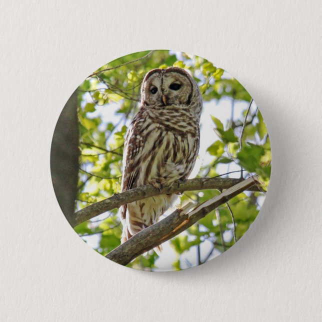 Barred Owl 2 Inch Round Button (Front)