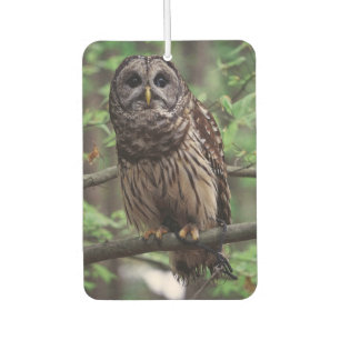Barred Owl Air Freshener